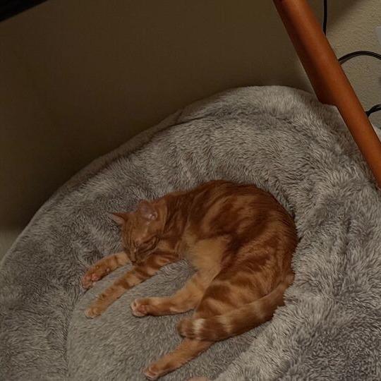 Enlarge Ginger, a Adoptable Domestic Short Hair in Escondido, CA image 2/4