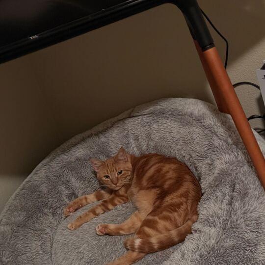 Enlarge Ginger, a Adoptable Domestic Short Hair in Escondido, CA image 4/4