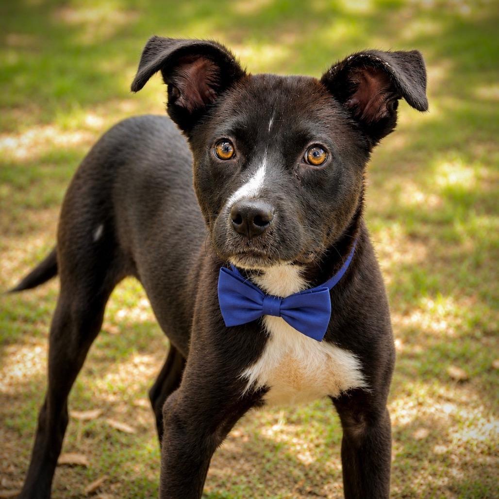 Clyde, Adoptable, Adult Male Mixed Breed.
