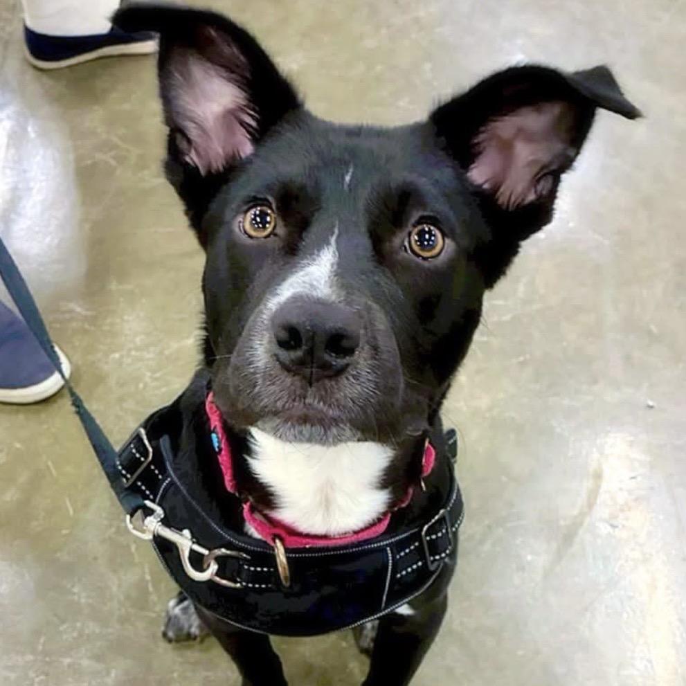 Enlarge Clyde, a Adoptable Mixed Breed in Little Rock, AR image 1/6