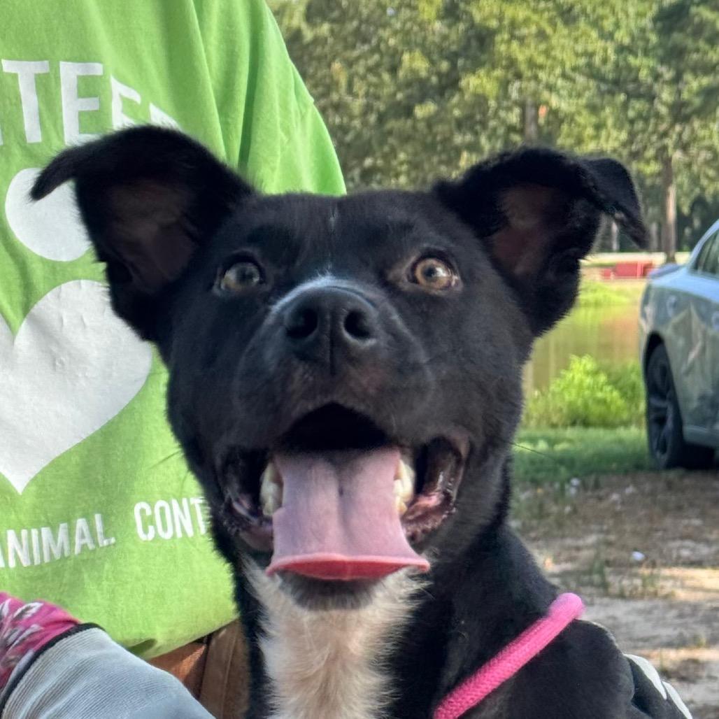 Clyde, a Adoptable Mixed Breed in Little Rock, AR image 2/6