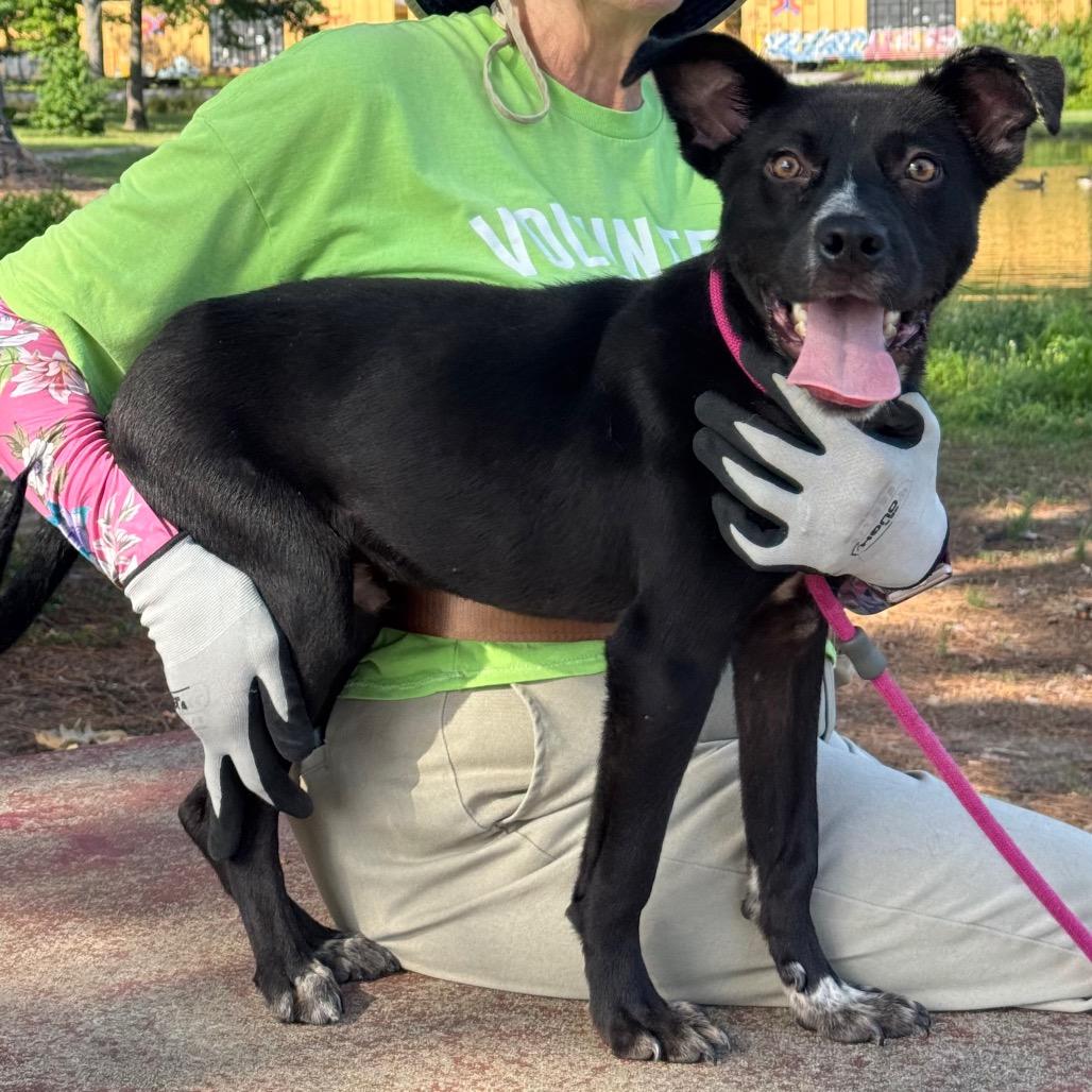 Clyde, a Adoptable Mixed Breed in Little Rock, AR image 3/6