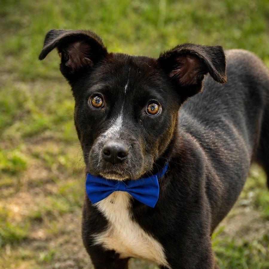 Clyde, a Adoptable Mixed Breed in Little Rock, AR image 4/6