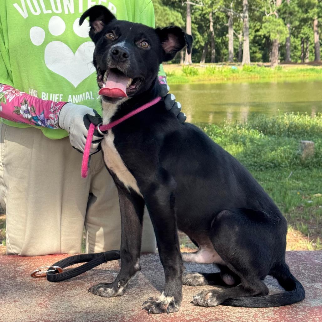 Clyde, a Adoptable Mixed Breed in Little Rock, AR image 5/6