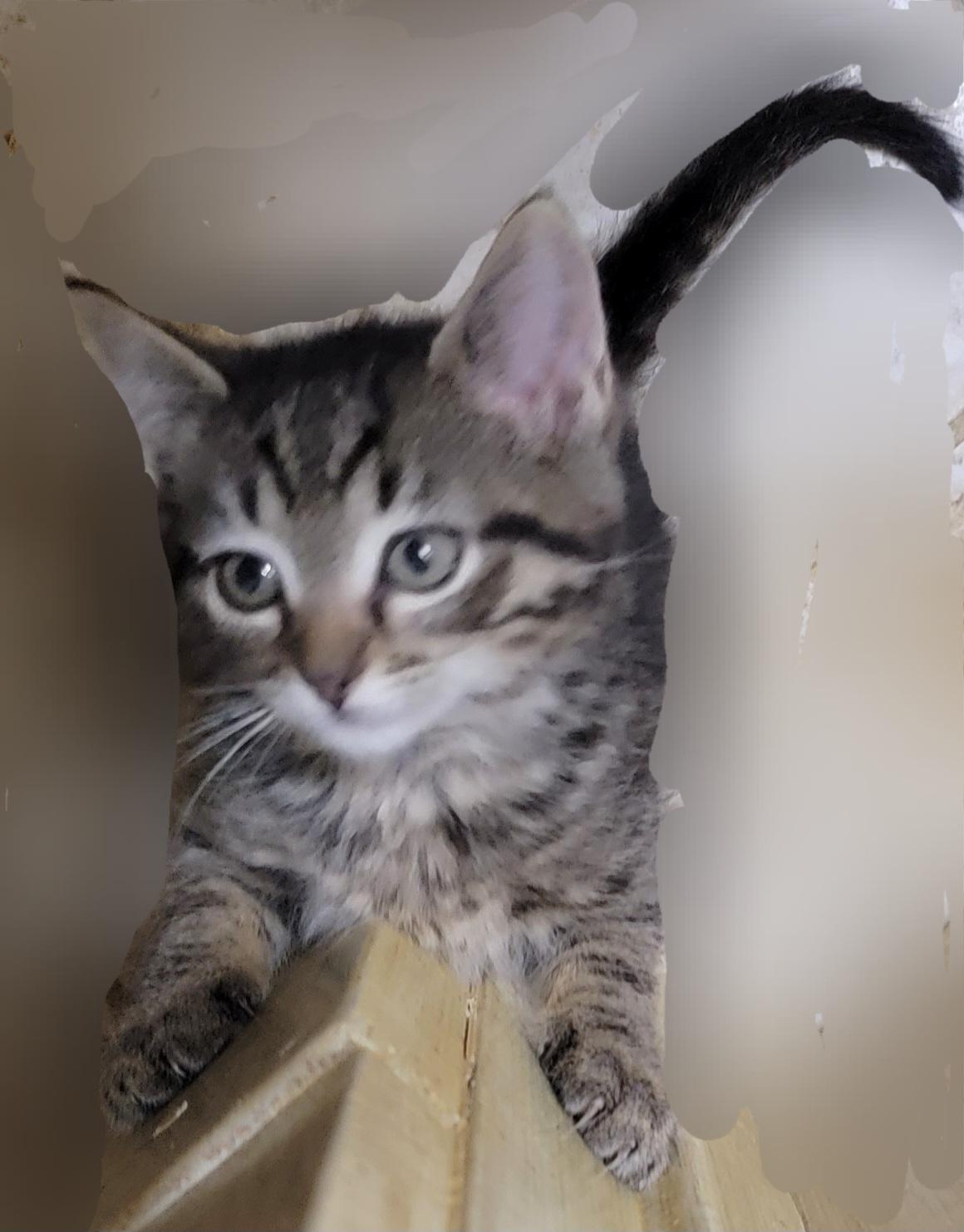 Furrbelle, an adopted mixed breed in Glen Ellyn, IL image 3/6
