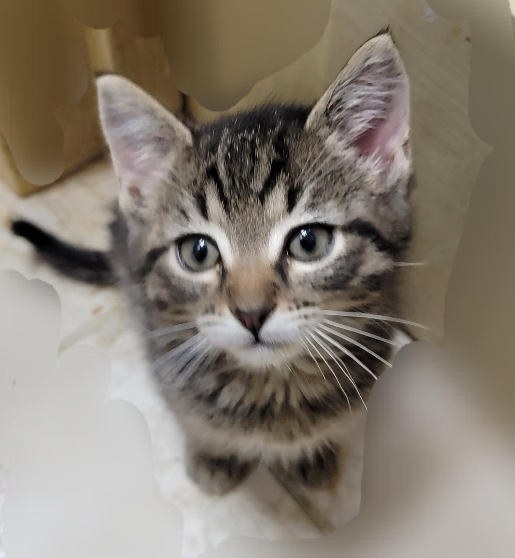 Furrbelle, adopted, Kitten Female Abyssinian.