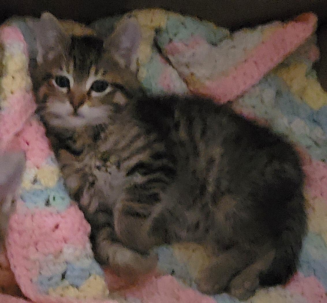 Furrbelle, an adopted mixed breed in Glen Ellyn, IL image 5/6