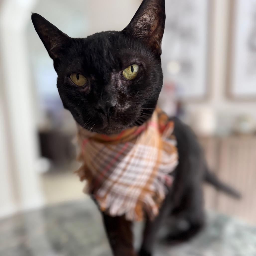 Martina, a Adoptable Domestic Short Hair in Vero Beach, FL image 1/6