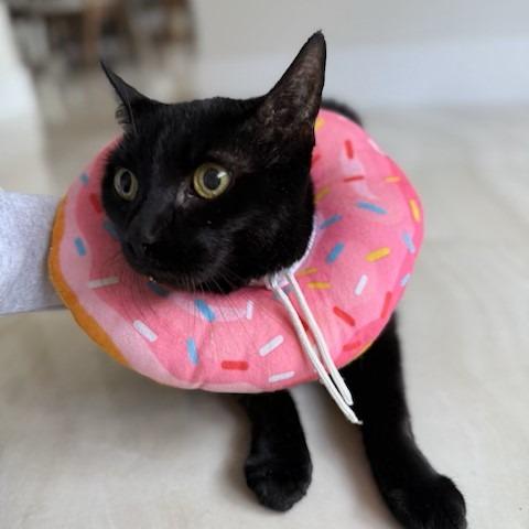 Martina, a Adoptable Domestic Short Hair in Vero Beach, FL image 2/6