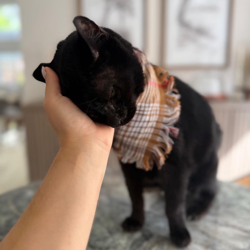Martina, a Adoptable Domestic Short Hair in Vero Beach, FL image 3/6