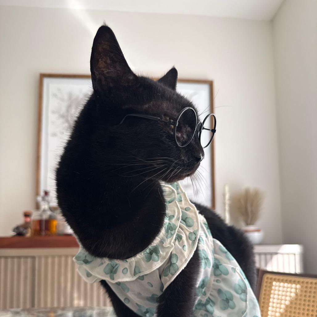Martina, a Adoptable Domestic Short Hair in Vero Beach, FL image 4/6
