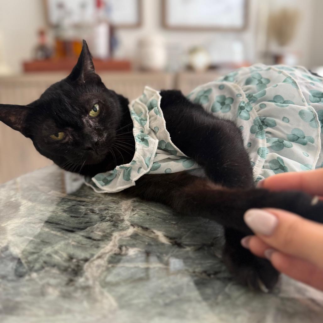 Martina, a Adoptable Domestic Short Hair in Vero Beach, FL image 5/6