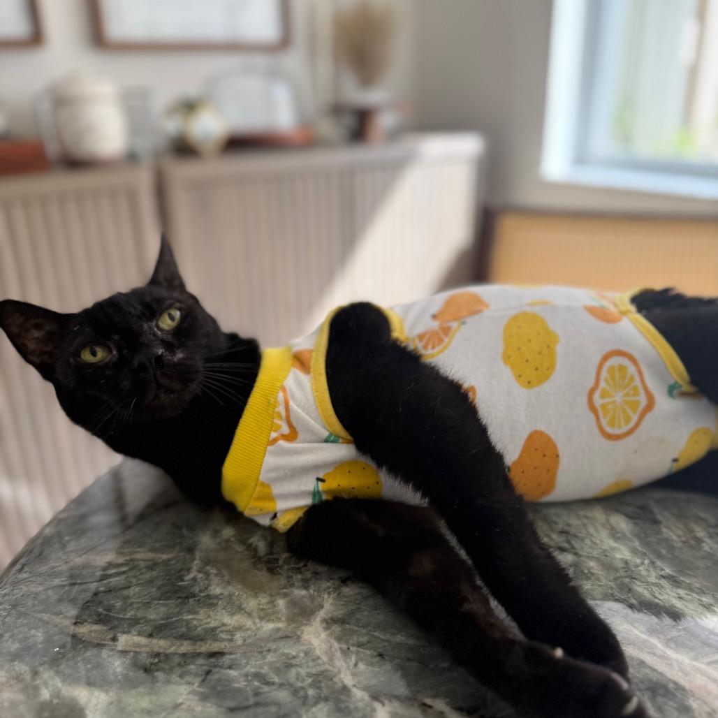 Martina, a Adoptable Domestic Short Hair in Vero Beach, FL image 6/6