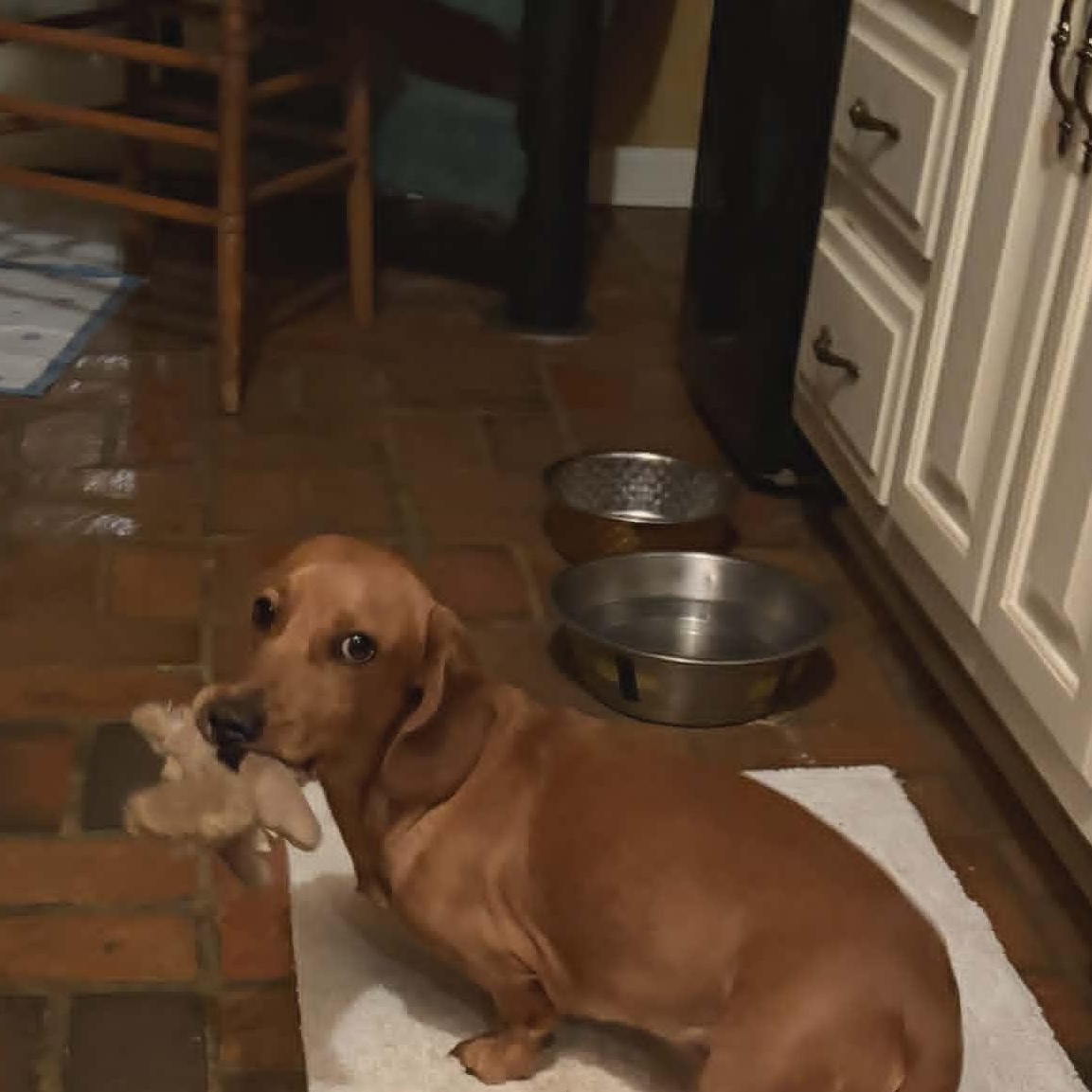 Enlarge DJ Kyle Cooke, a Adopted Dachshund in Brooklyn, NY image 4/4