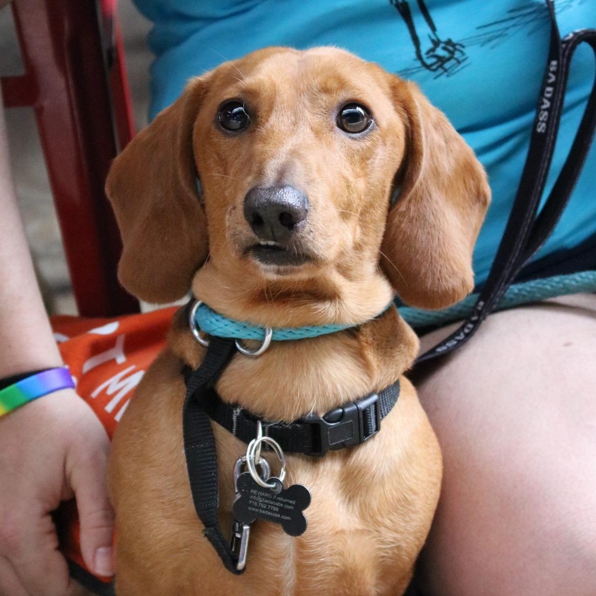 DJ Kyle Cooke, Adopted, Adult Male Dachshund.