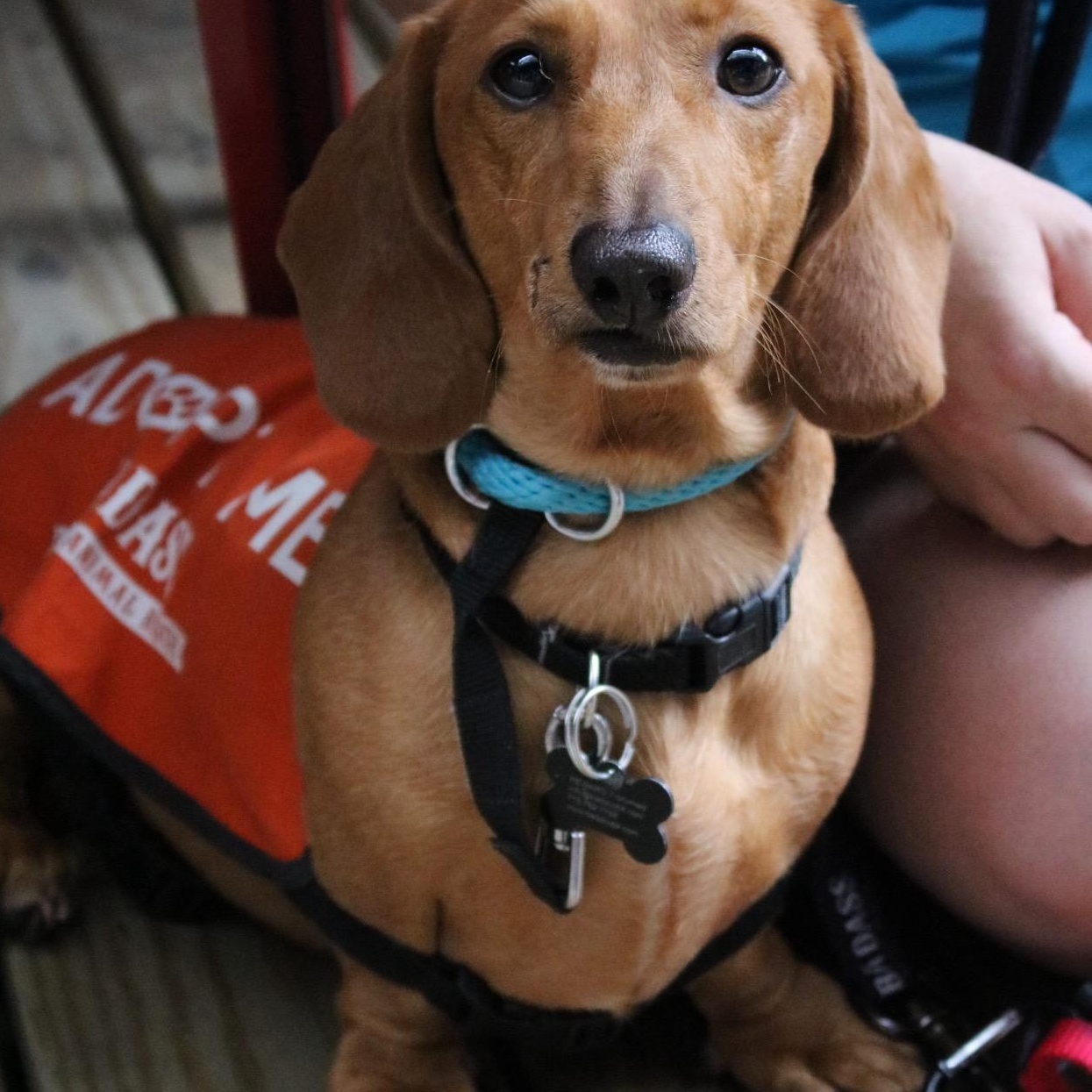 Enlarge DJ Kyle Cooke, a Adopted Dachshund in Brooklyn, NY image 3/4