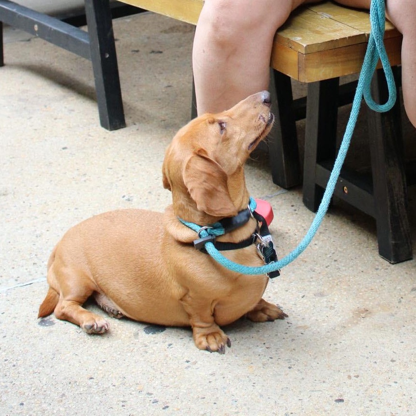 Enlarge DJ Kyle Cooke, a Adopted Dachshund in Brooklyn, NY image 2/4
