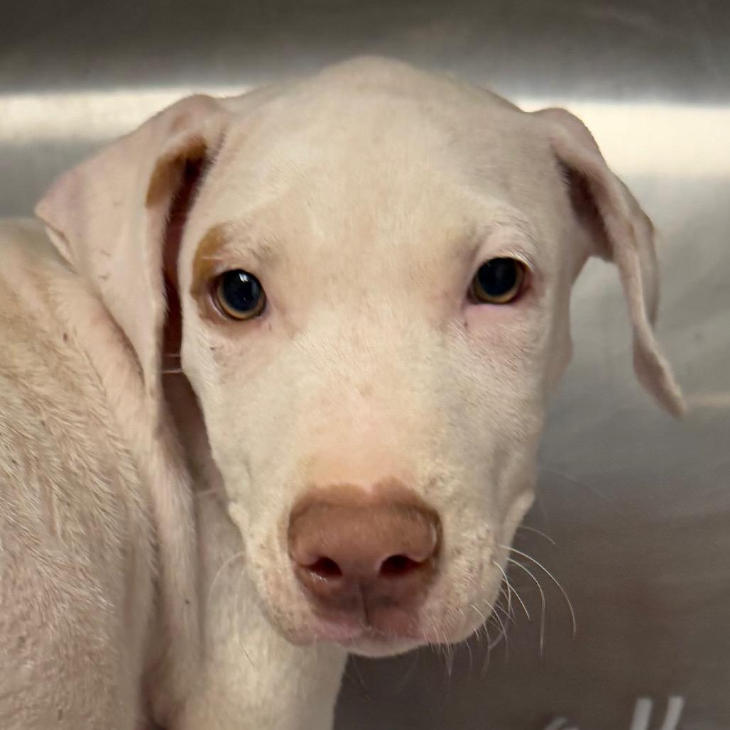 Enlarge Babka, a Adoptable Coonhound in Jacksonville, AR image 1/2