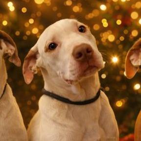 Enlarge Babka, a Adoptable Coonhound in Jacksonville, AR image 2/2