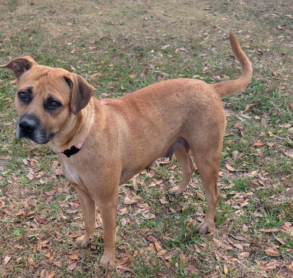 Enlarge Sunset-Mama's Turn for a Home!, a Adoptable mixed breed in Fort Myers, FL image 1/5