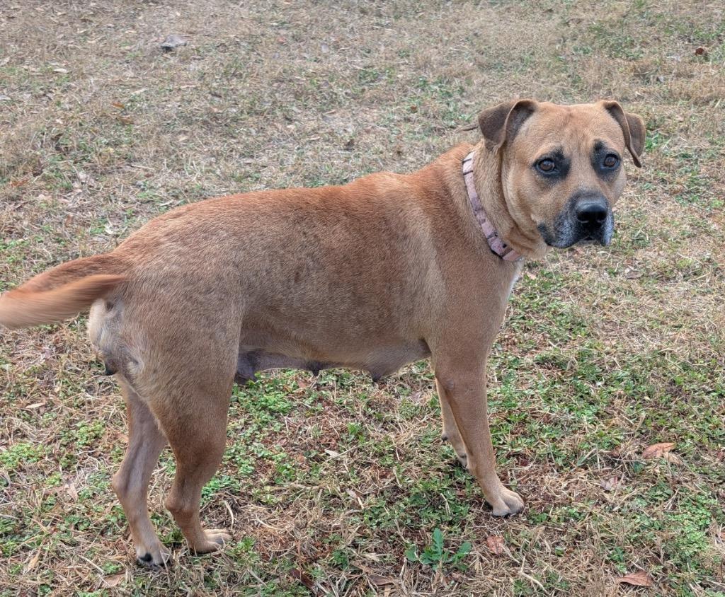 Enlarge Sunset-Mama's Turn for a Home!, a Adoptable mixed breed in Fort Myers, FL image 2/5