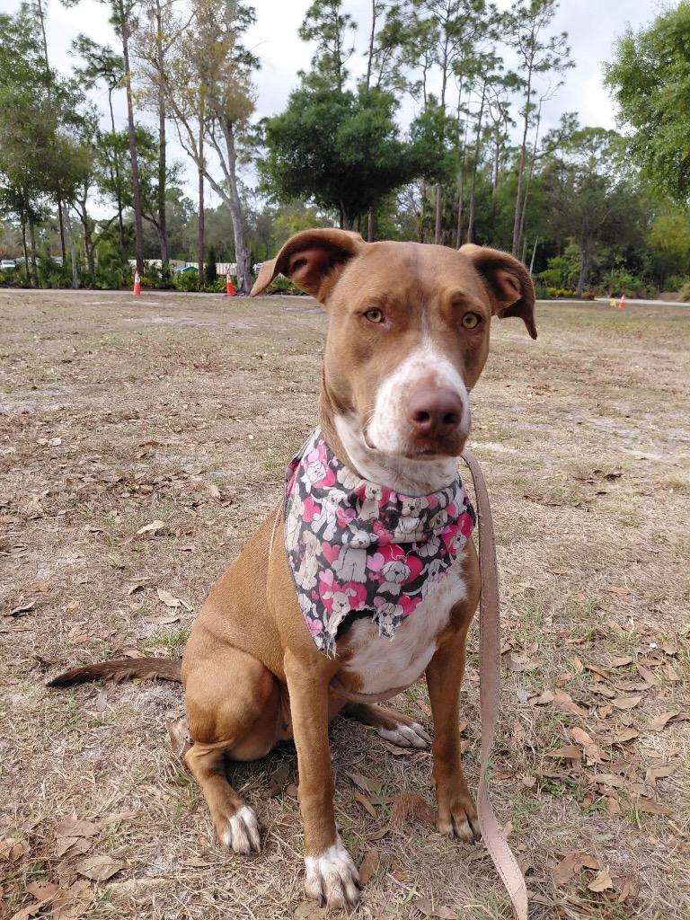Enlarge Sunset-Mama's Turn for a Home!, a Adoptable mixed breed in Fort Myers, FL image 3/5