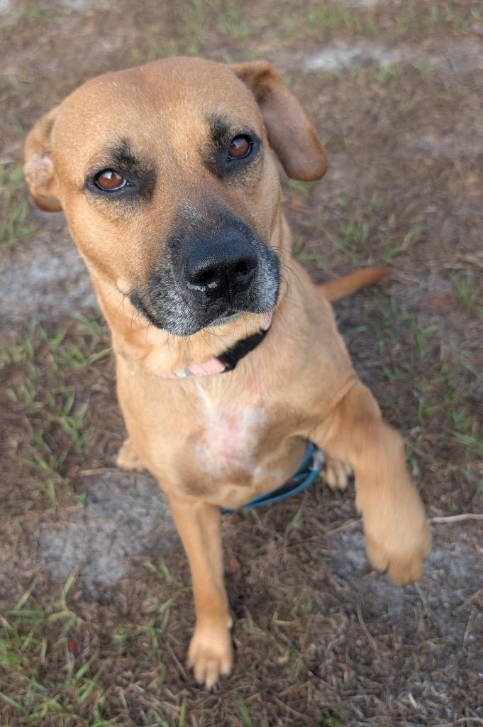 Enlarge Sunset-Mama's Turn for a Home!, a Adoptable mixed breed in Fort Myers, FL image 4/5