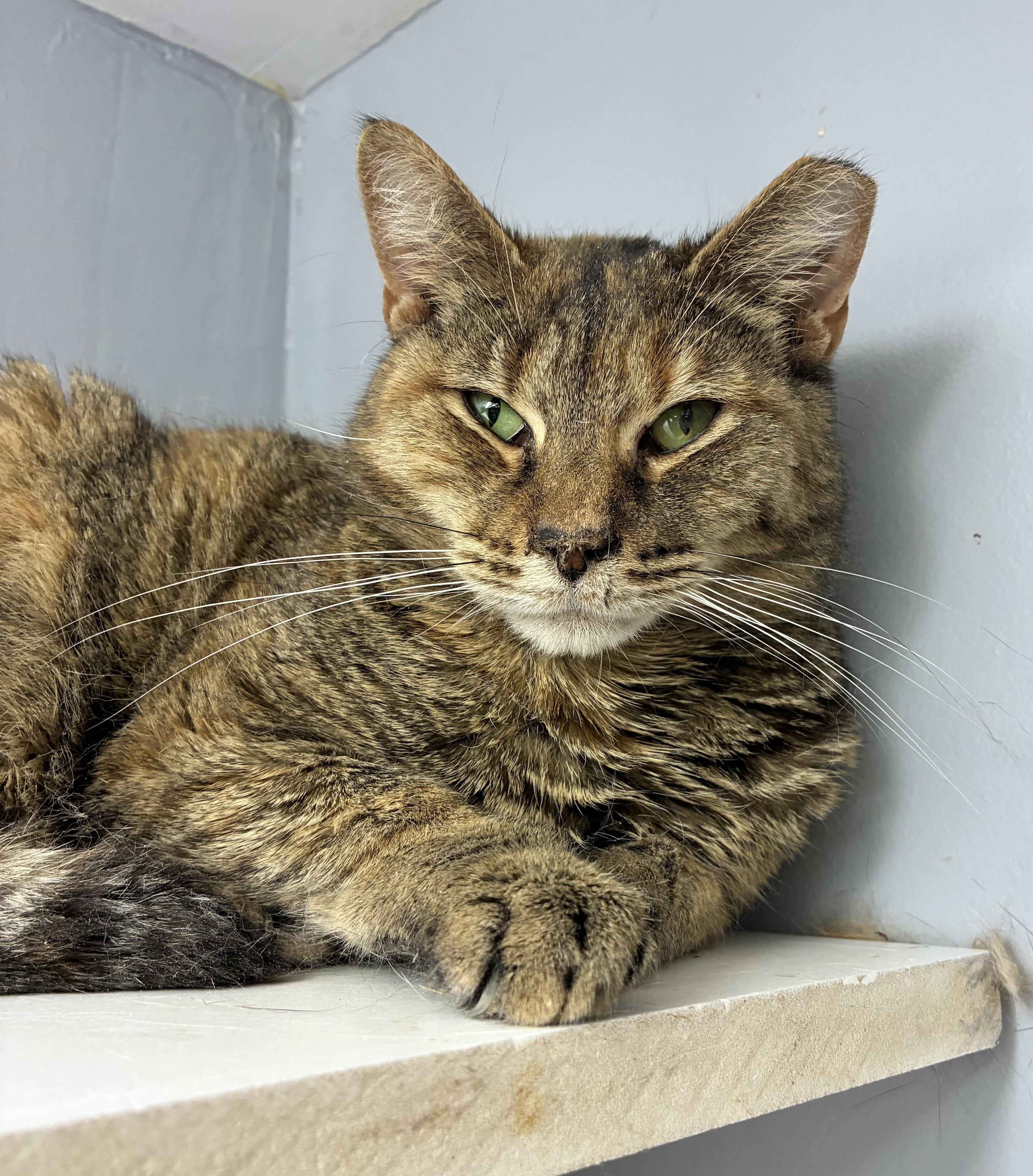 Enlarge Claire Annette, a ADOPTABLE Domestic Short Hair in Breinigsville, PA image 1/1