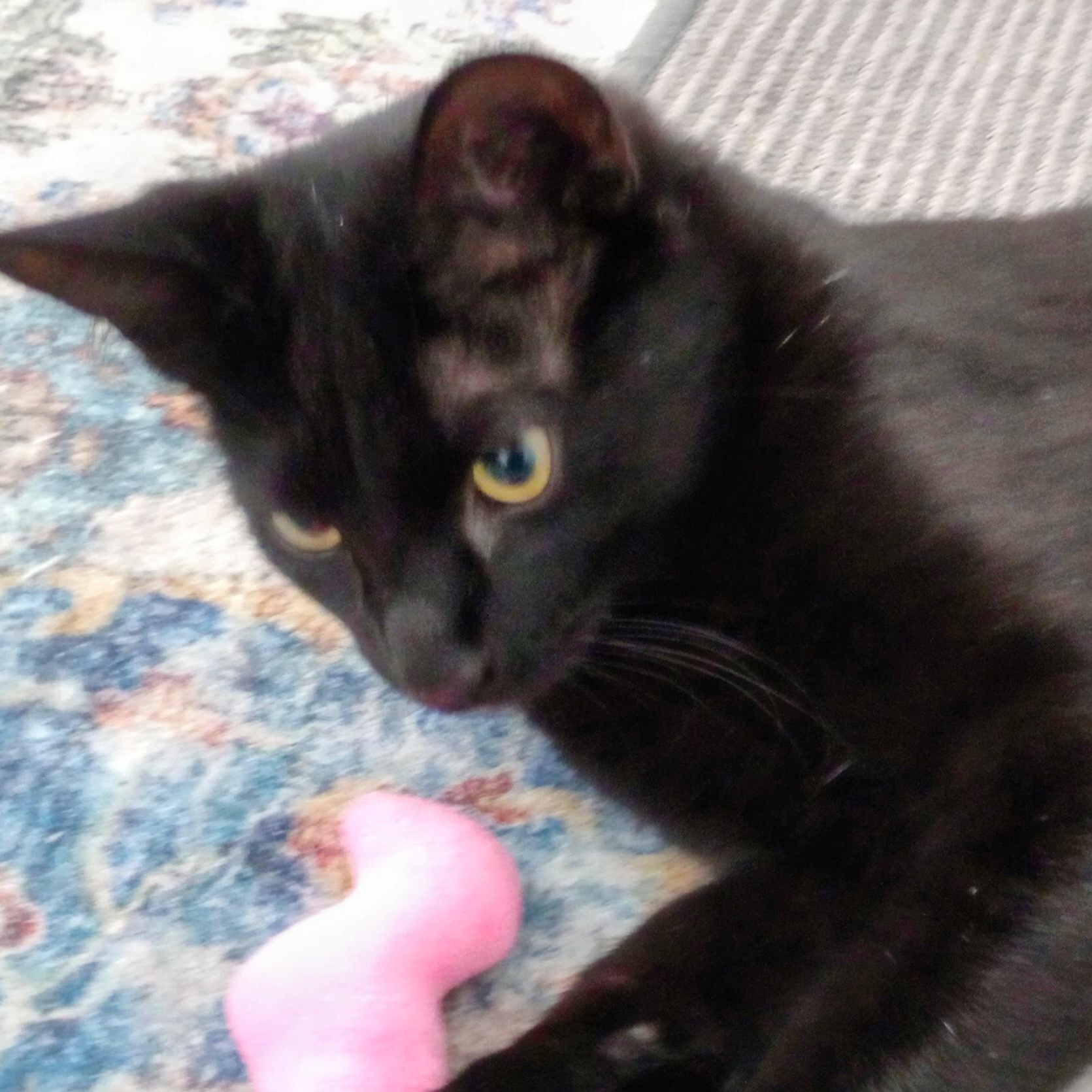 Enlarge Stewie, a ADOPTABLE Domestic Short Hair in Roanoke, VA image 2/2