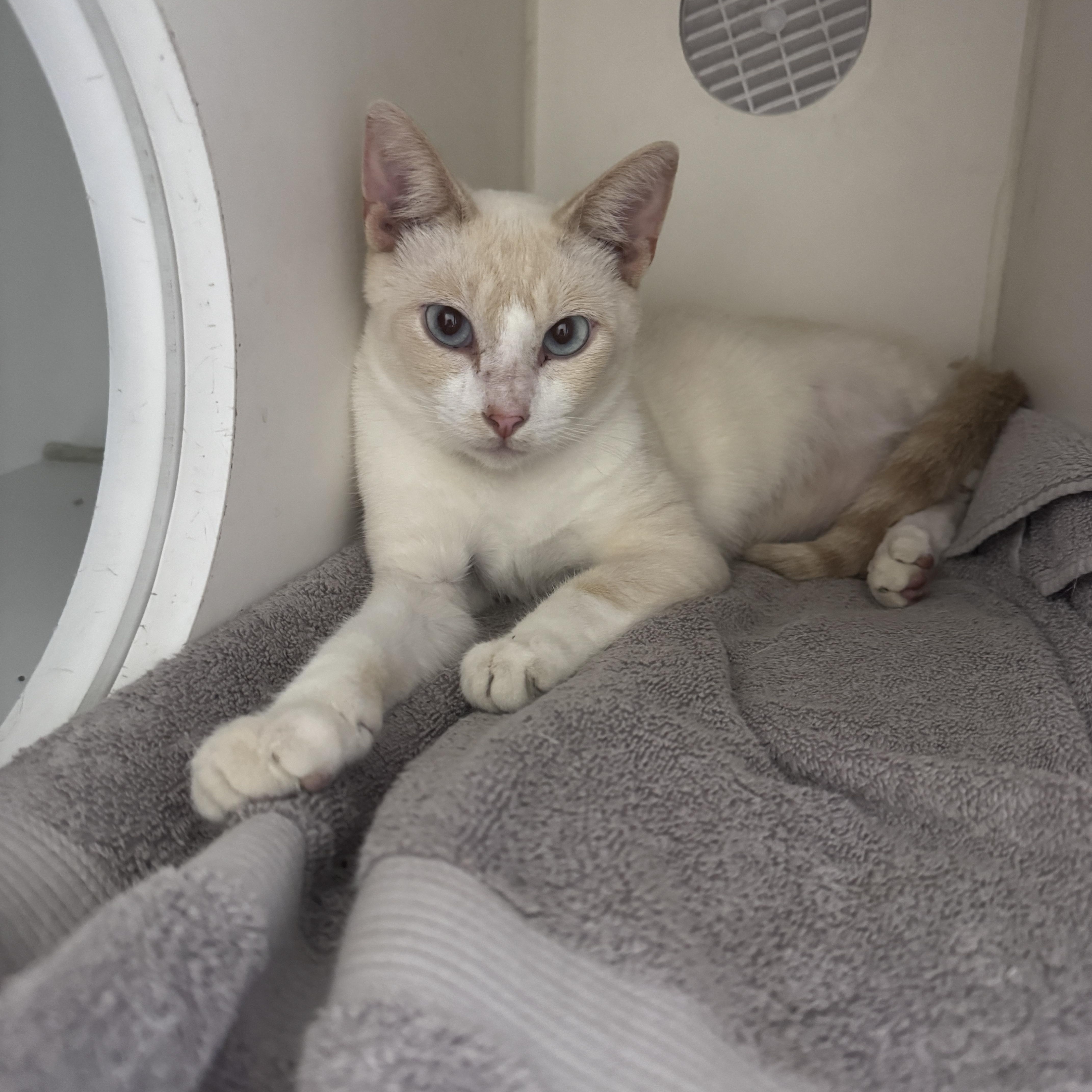 Lemon, ADOPTABLE, Young Female Siamese.