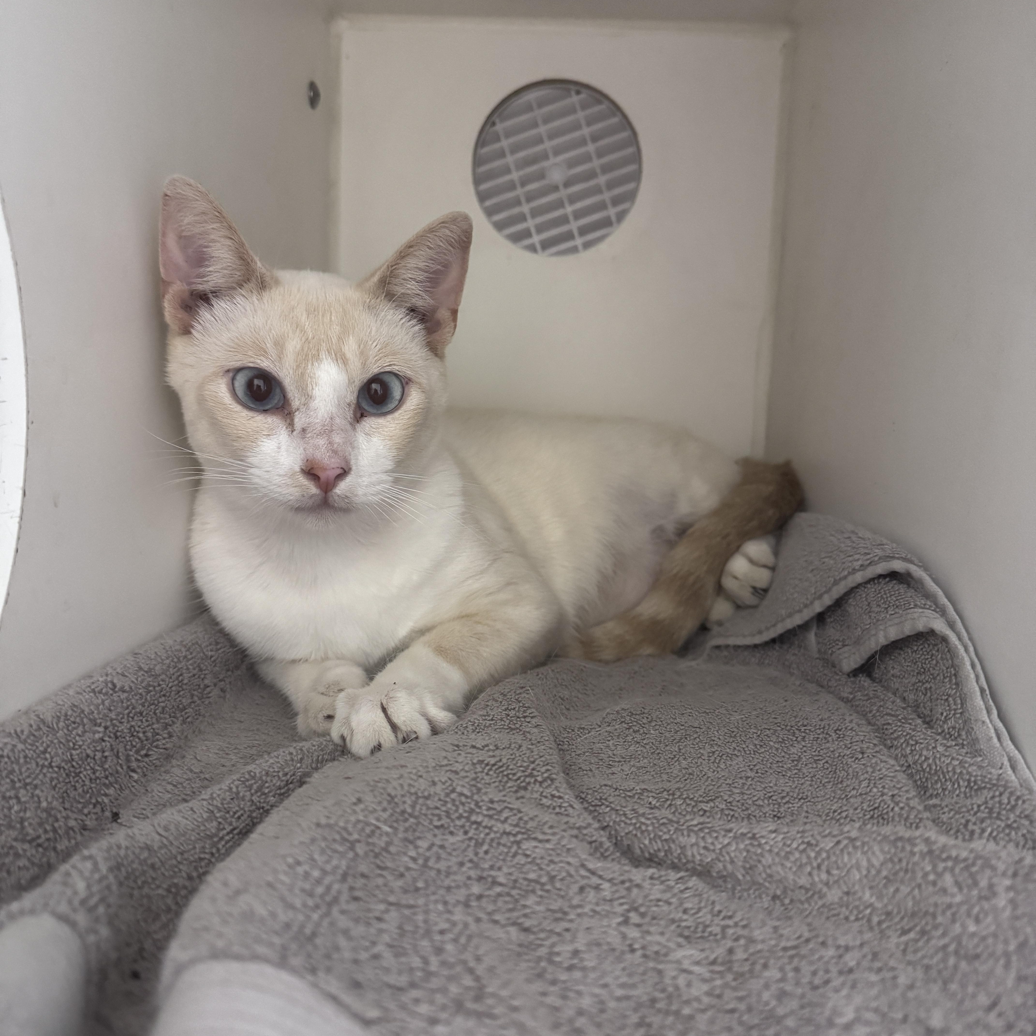 Lemon, a ADOPTABLE Siamese in Gainesville, FL image 3/3