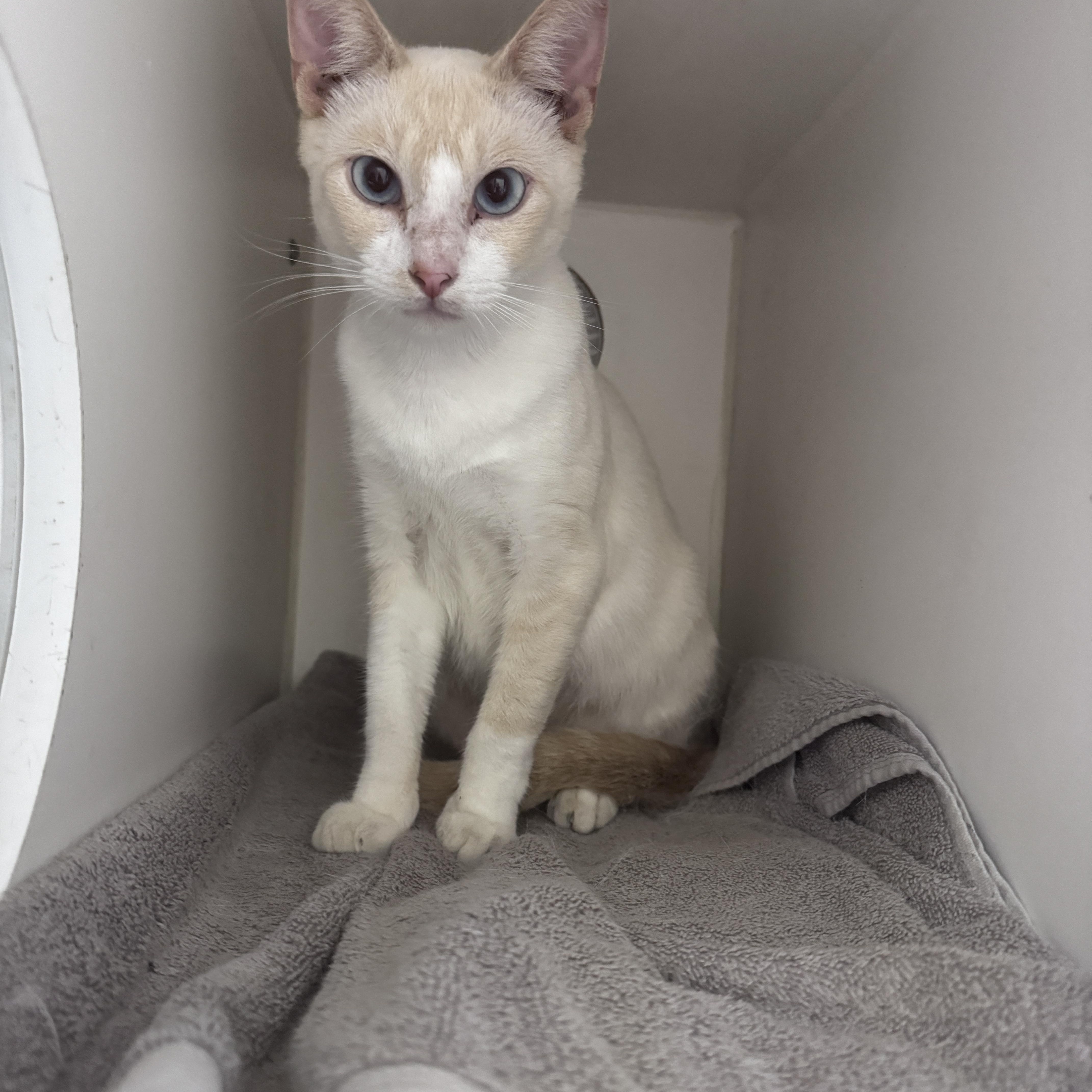 Lemon, a ADOPTABLE Siamese in Gainesville, FL image 2/3