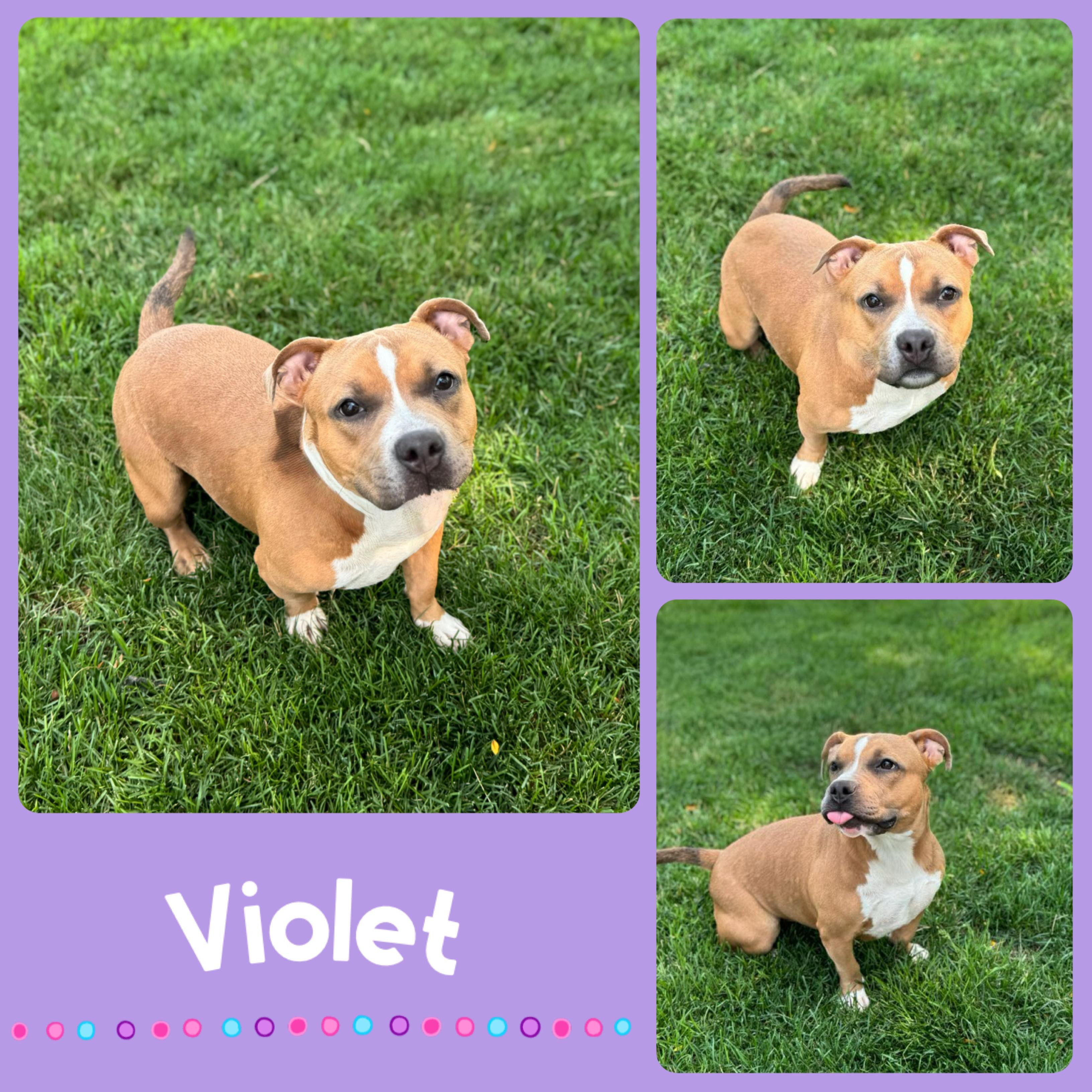 Violet