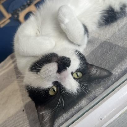 Enlarge Dawson, a Adoptable Domestic Short Hair in Chaska, MN image 1/6