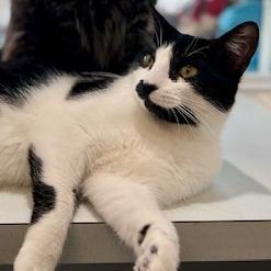 Enlarge Dawson, a Adoptable Domestic Short Hair in Chaska, MN image 2/6