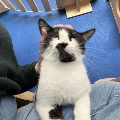 Enlarge Dawson, a Adoptable Domestic Short Hair in Chaska, MN image 3/6