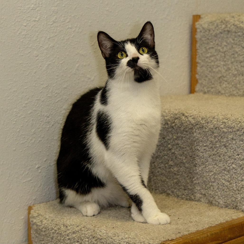 Enlarge Dawson, a Adoptable Domestic Short Hair in Chaska, MN image 4/6