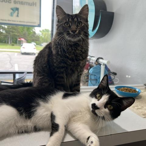 Enlarge Dawson, a Adoptable Domestic Short Hair in Chaska, MN image 5/6
