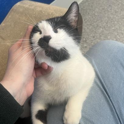 Enlarge Dawson, a Adoptable Domestic Short Hair in Chaska, MN image 6/6