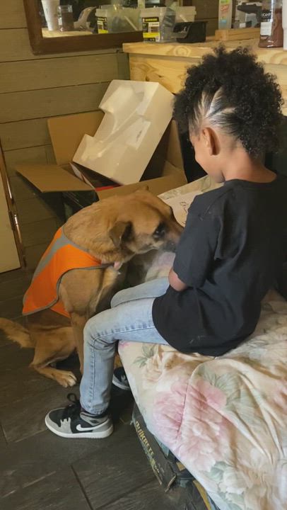 Stick shift , an adoptable Black Mouth Cur in HOUSTON, TX_image-1