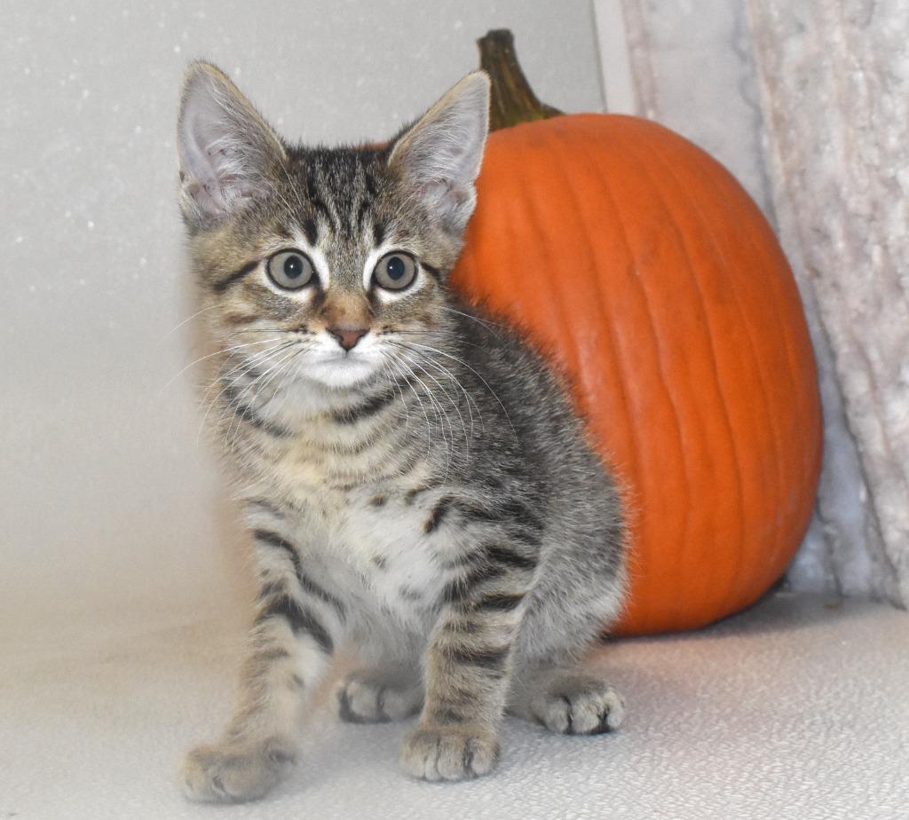 Phantom, Adoptable, Kitten Male Domestic Short Hair.