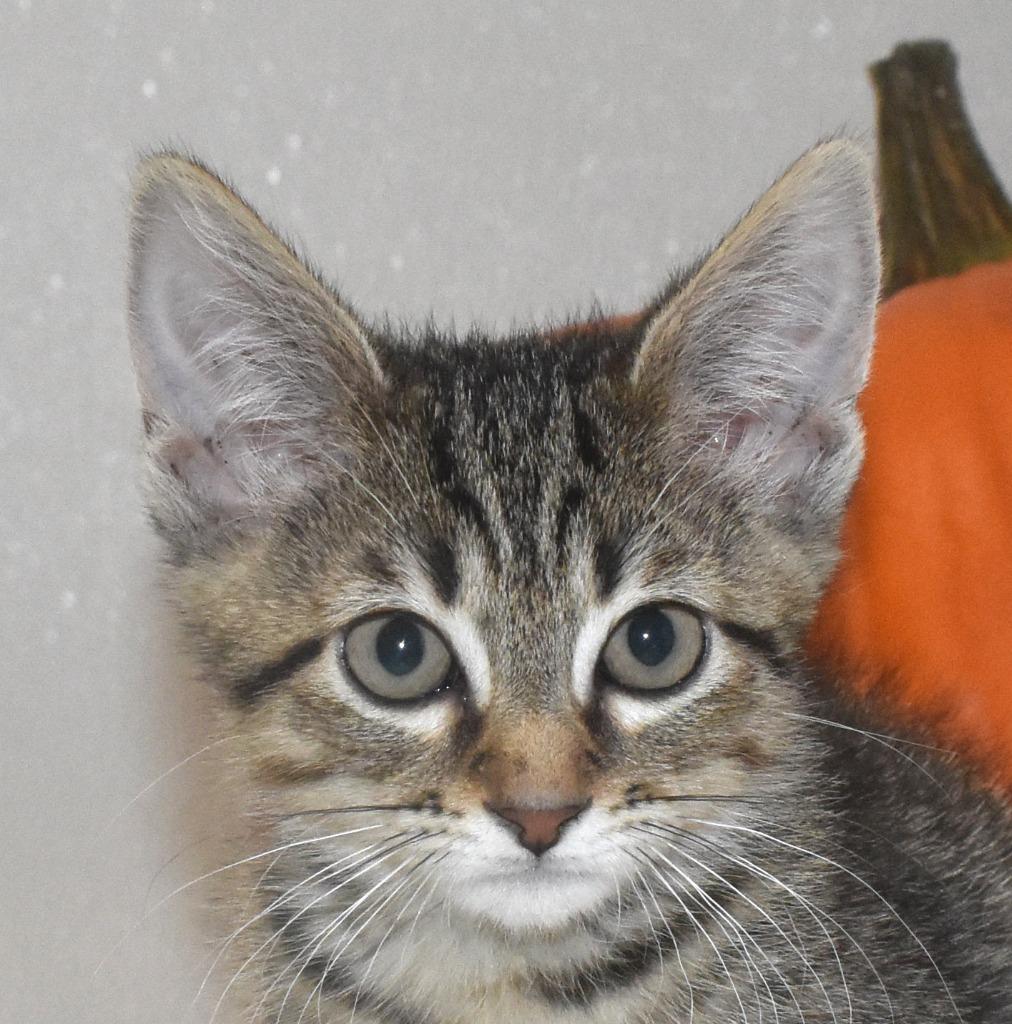 Enlarge Phantom, a Adoptable mixed breed in Springfield, OH image 2/2