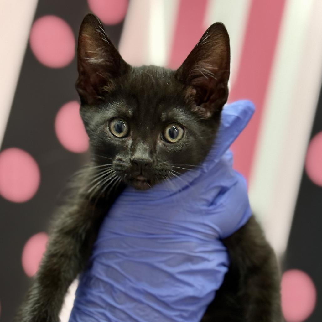 Ziggy Stardust, a Adoptable Domestic Short Hair in Fresno, CA image 1/2