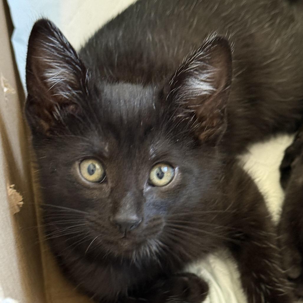 Ziggy Stardust, a Adoptable Domestic Short Hair in Fresno, CA image 2/2