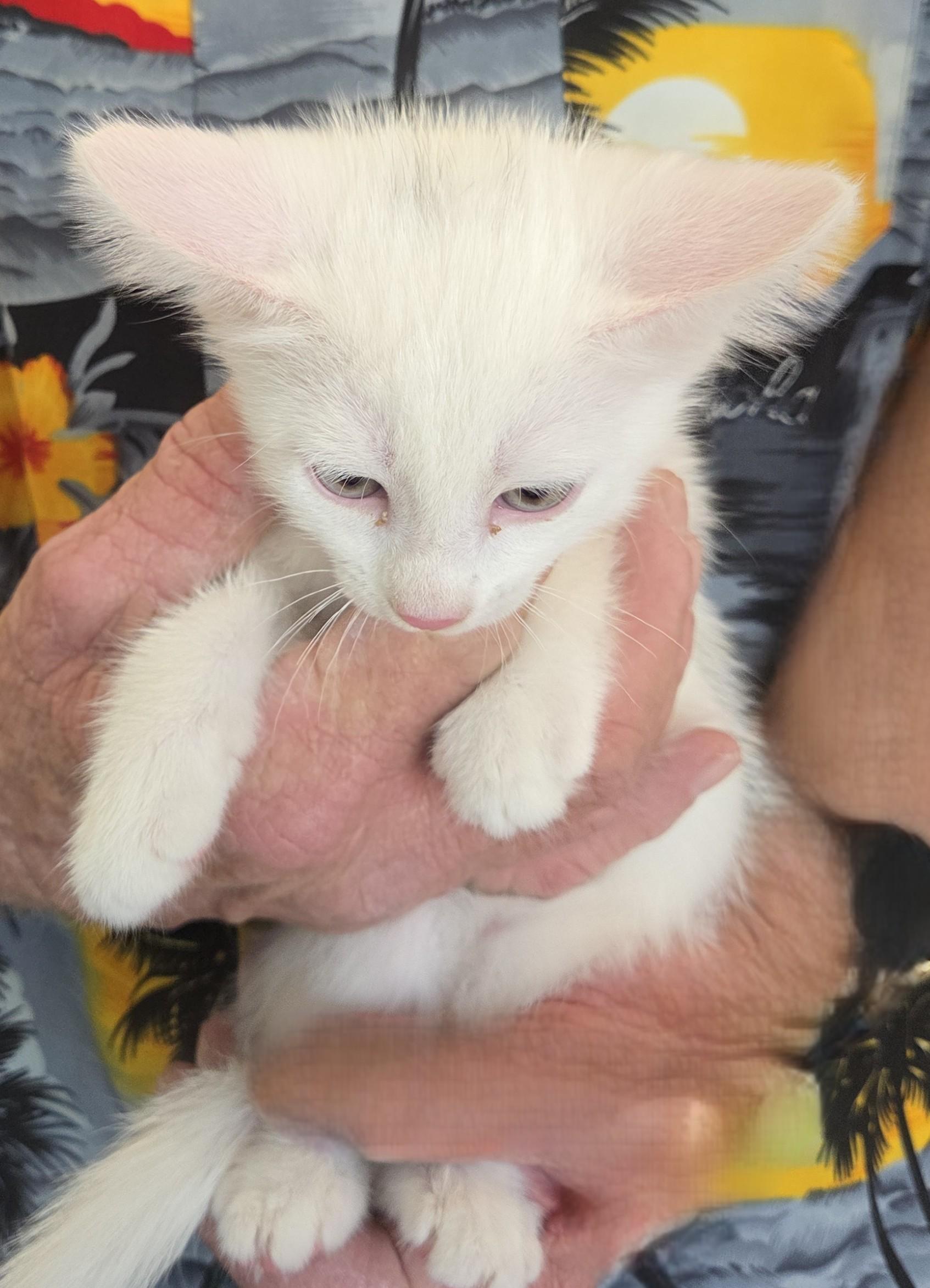 Enlarge Ditto, a ADOPTABLE Domestic Medium Hair in Mesquite, NV image 1/1
