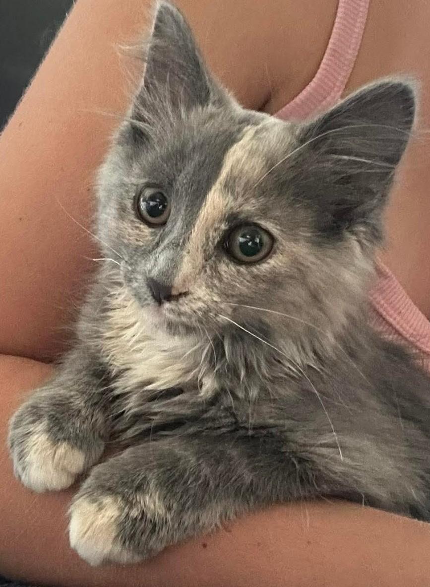 Cat available for adoption - (765) 810-3238