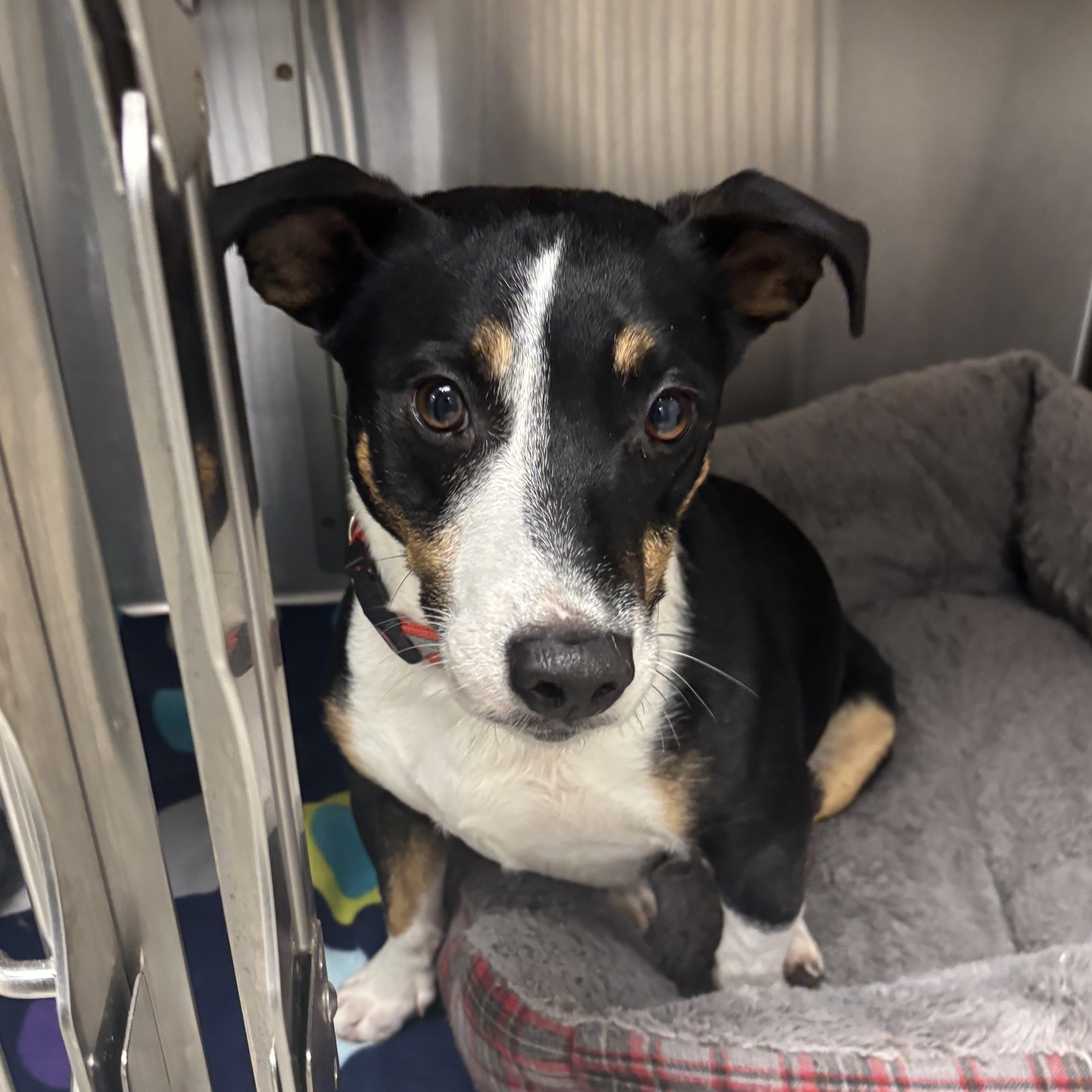 Gromit, an adoptable mixed breed in Liberty, MO image 5/6