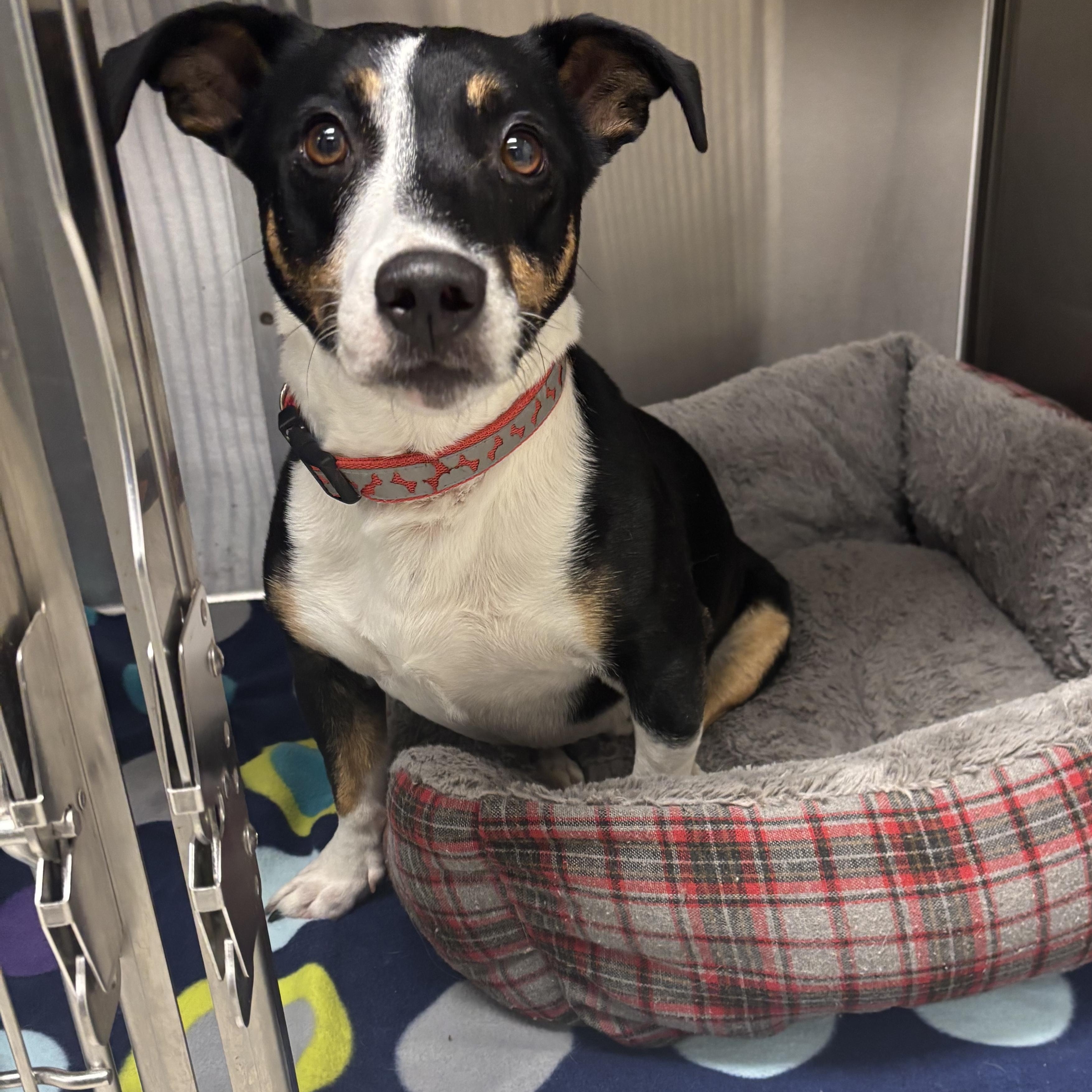 Gromit, an adoptable mixed breed in Liberty, MO image 6/6