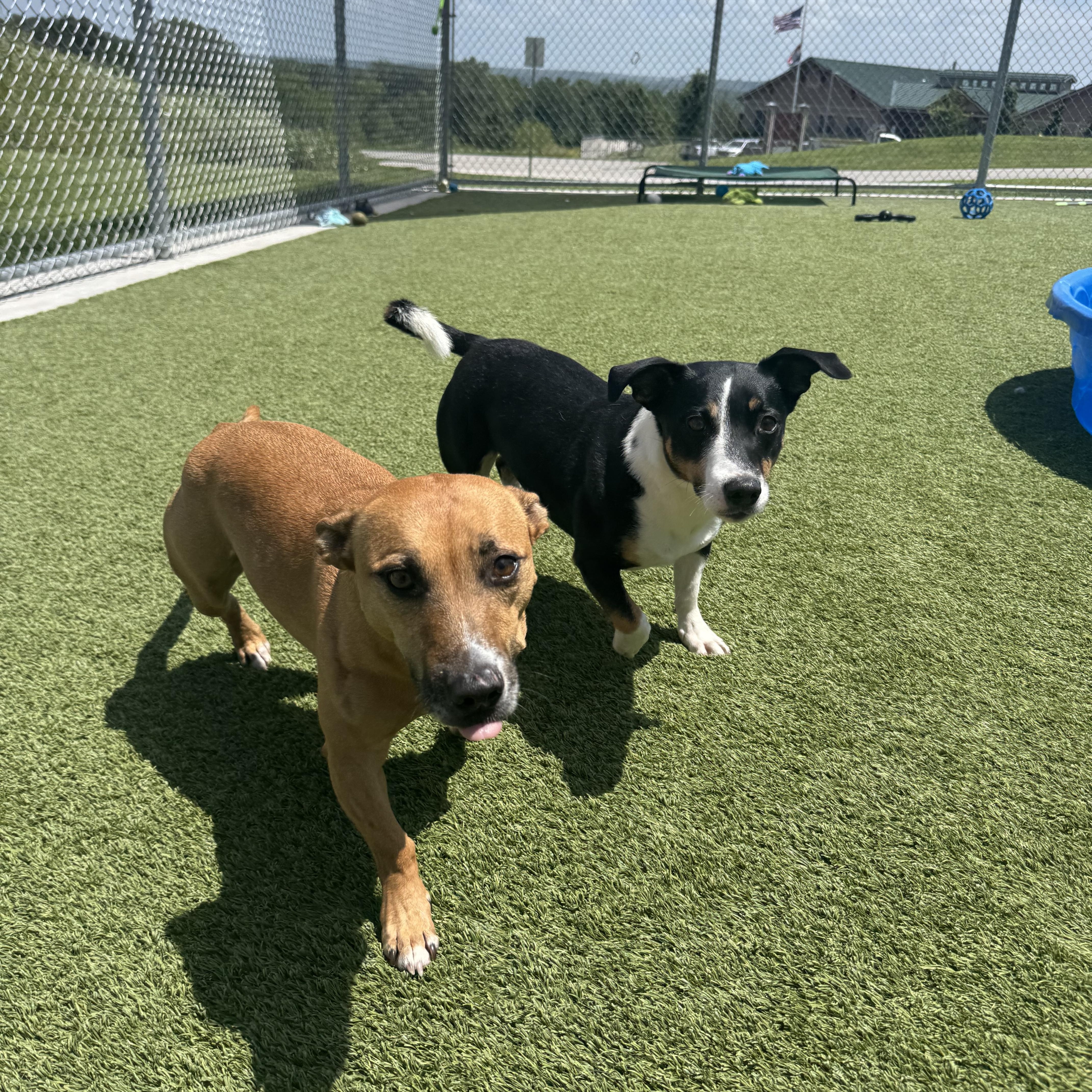 Enlarge Tuffy, a ADOPTABLE mixed breed in Liberty, MO image 4/6