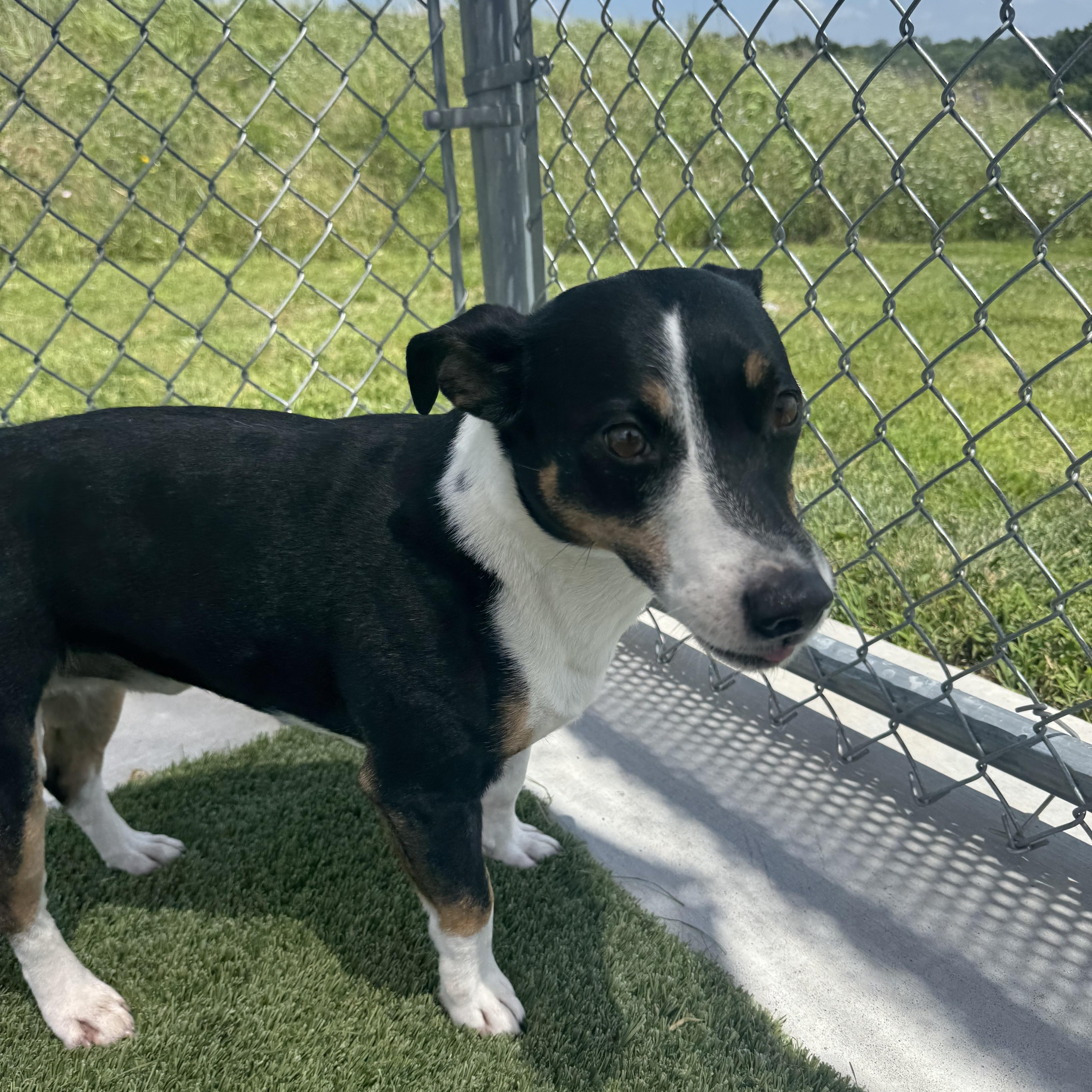 Enlarge Tuffy, a ADOPTABLE mixed breed in Liberty, MO image 1/6